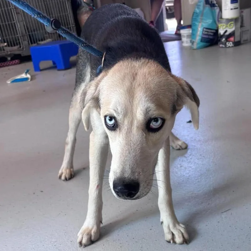 A young medium-sized male Black Mixed Breed dog named Blue for adoption in Huntington, WV