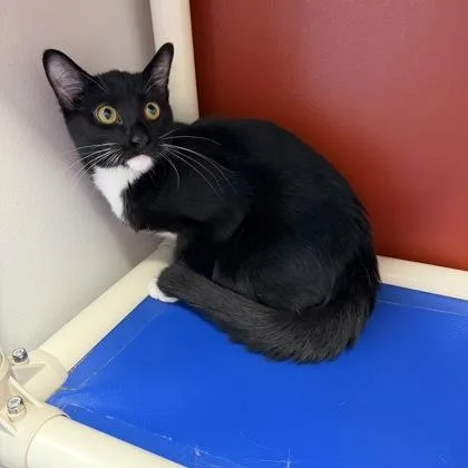 A baby small-sized male Domestic Short Hair cat named Jeff for adoption in Janesville, WI