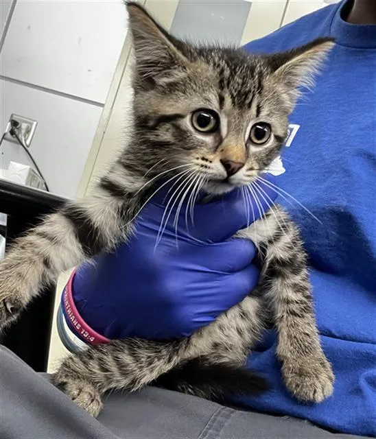 A baby medium-sized female Domestic Short Hair cat named Michu for adoption in Dallas, TX