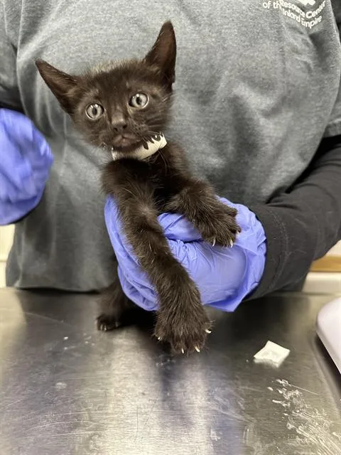 A baby small-sized female Domestic Short Hair cat named Luna for adoption in Ontario, CA