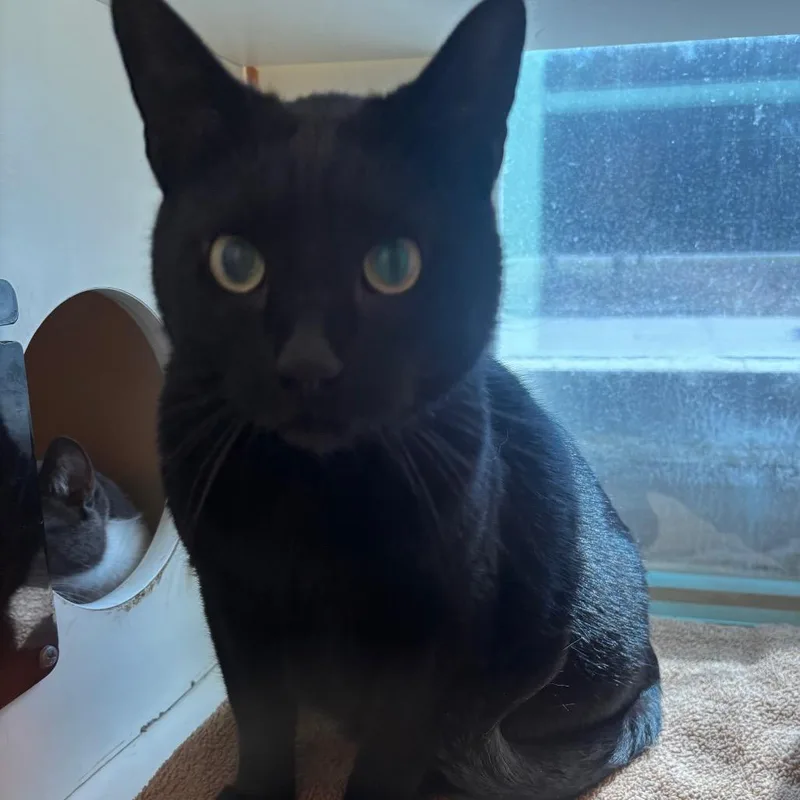 A senior large-sized male Black Domestic Short Hair cat named Maverick for adoption in Norman, OK