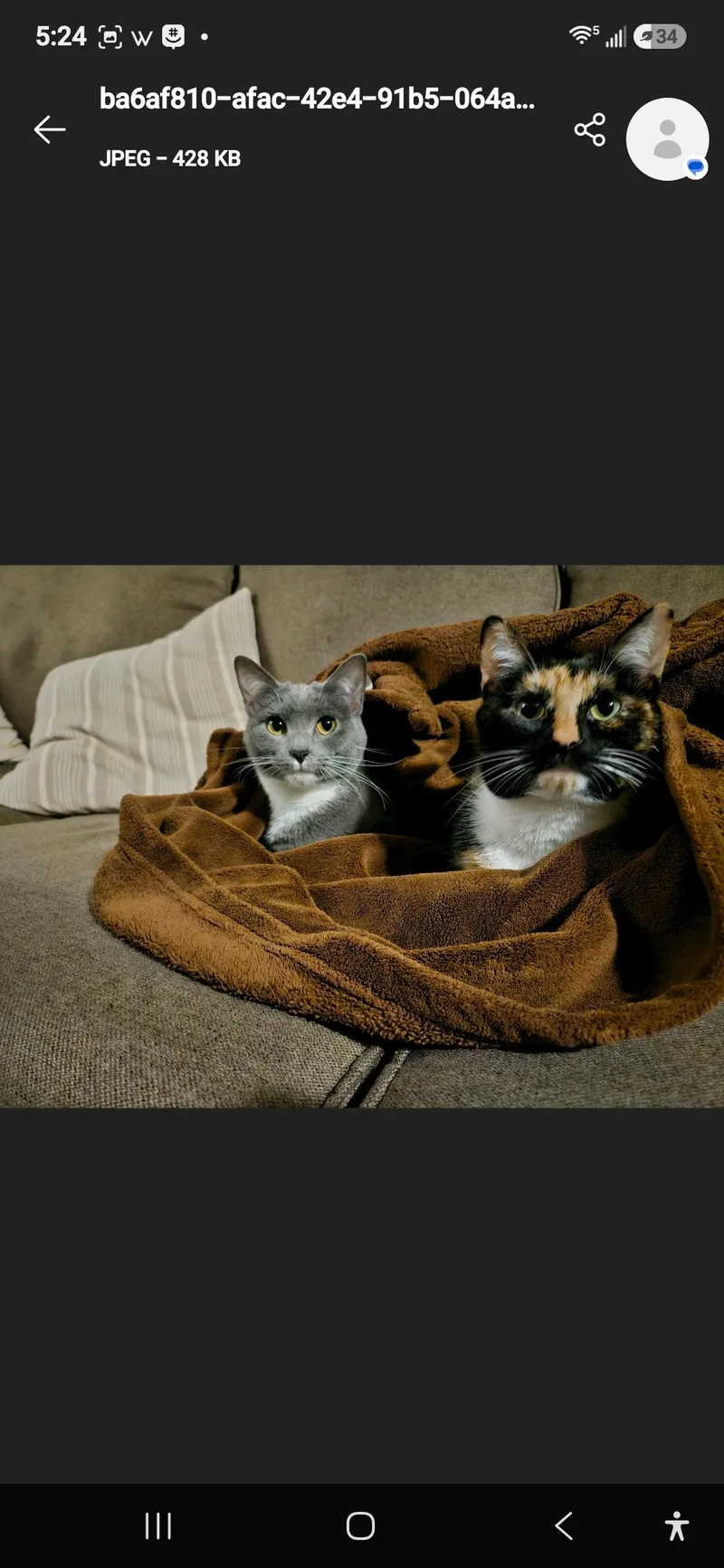 Fren and Gnocchi