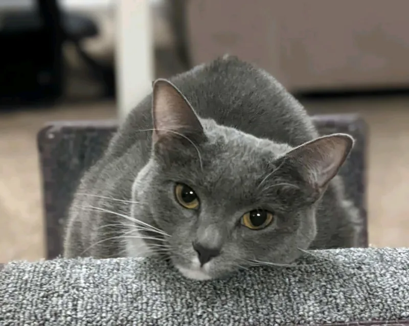 Fren and Gnocchi thumbnail 2