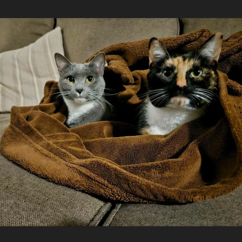 Fren and Gnocchi thumbnail 4