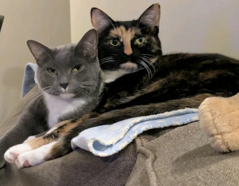 Fren and Gnocchi thumbnail 5
