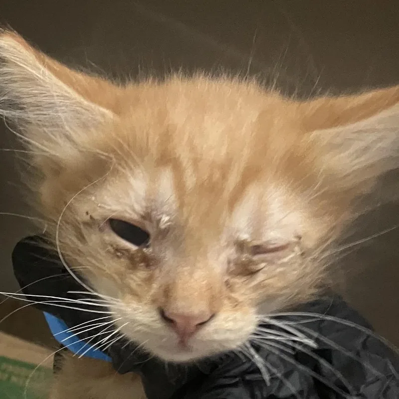A baby small-sized male Domestic Short Hair cat named Candy Corn for adoption in Yuma, AZ