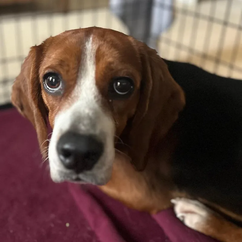 An adult small-sized male Black Beagle dog named Sheldon for adoption in Wake Forest, NC