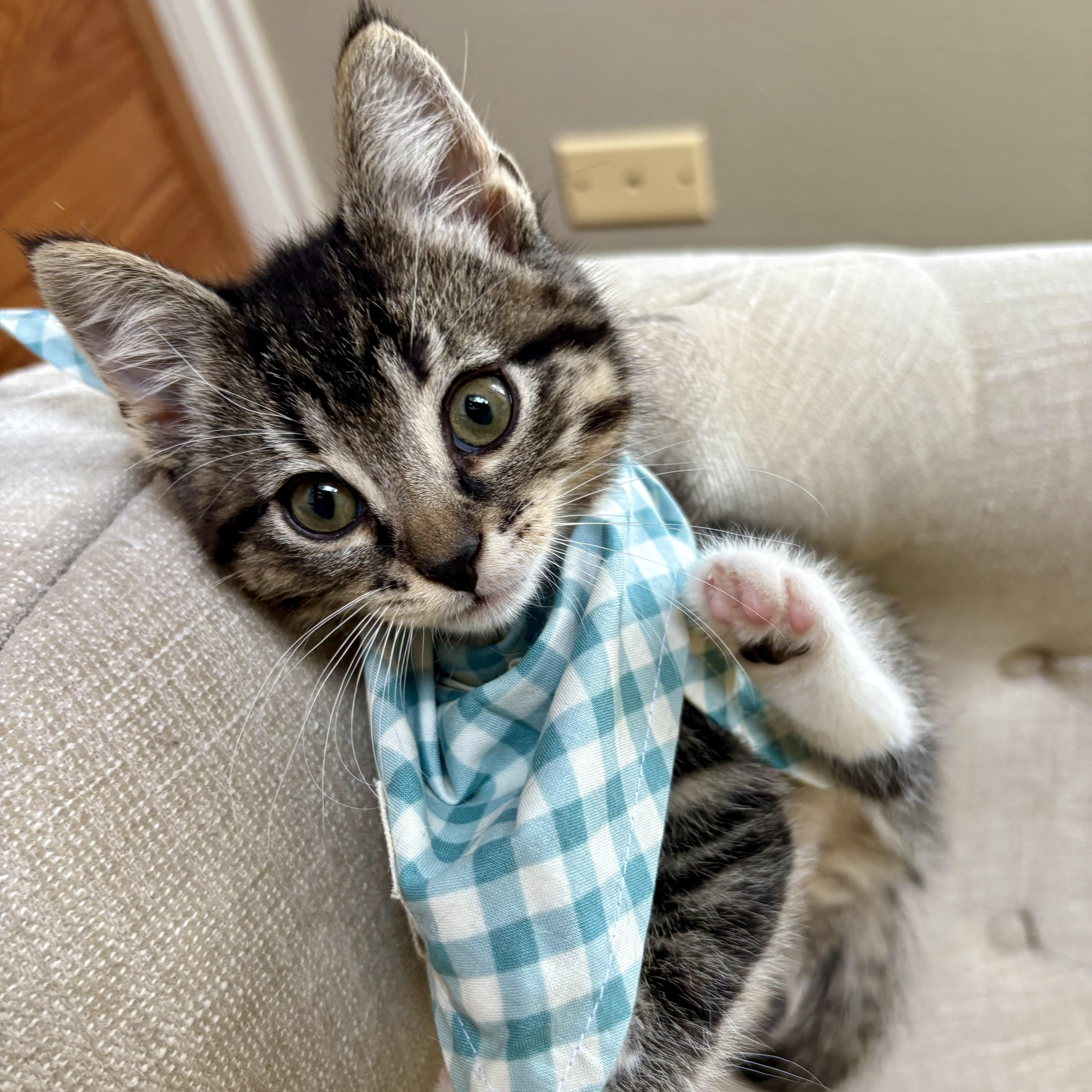 A baby medium-sized male Tabby (Brown / Chocolate) Domestic Short Hair cat named Taco Tuesday for adoption in Bryan, TX