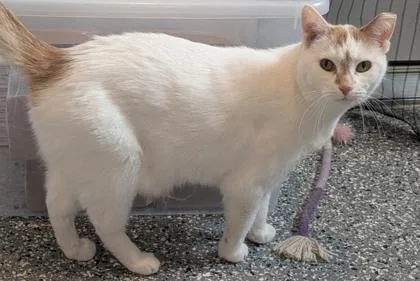 An adult medium-sized female Domestic Short Hair cat named Poppy for adoption in Shawano, WI