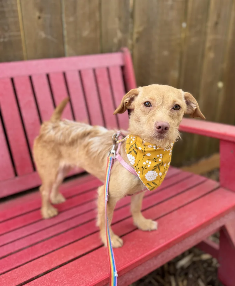A young small-sized female Yellow / Tan / Blond / Fawn Terrier dog named Jenny for adoption in lynnwood , WA