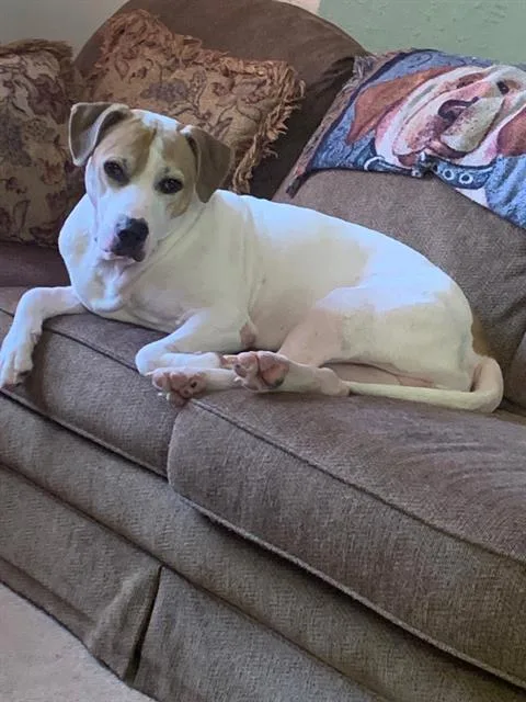 An adult medium-sized male Pit Bull Terrier dog named Zeigh for adoption in Aliquippa, PA