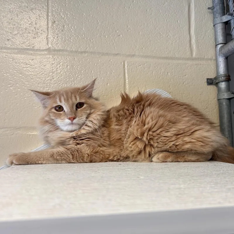An adult medium-sized male Buff / Tan / Fawn Domestic Medium Hair cat named Fox for adoption in Birdsboro, PA