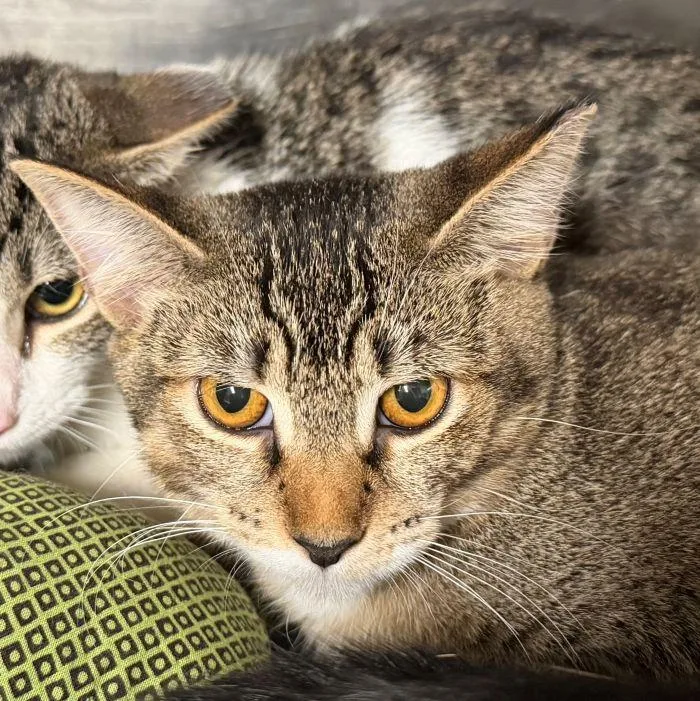 A young medium-sized female Domestic Short Hair cat named Lila for adoption in Hilton Head Island, SC