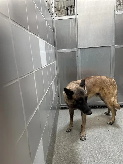 An adult large-sized male Dutch Shepherd dog named Hyena for adoption in Las Vegas, NV