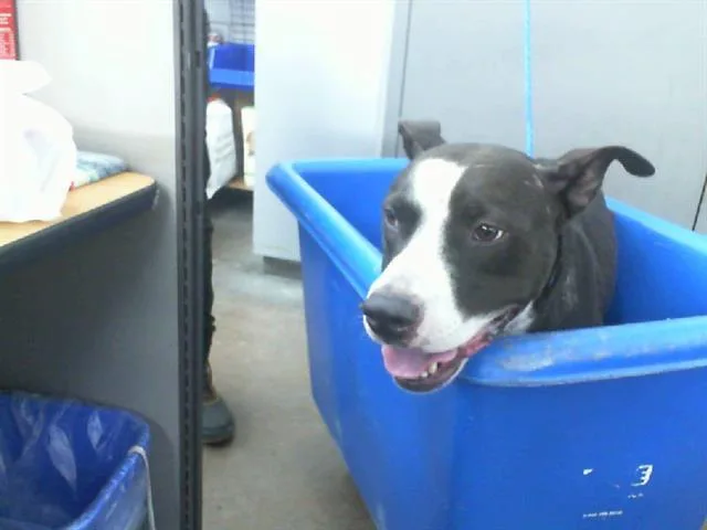 An adult medium-sized male Mixed Breed dog named Meatloaf for adoption in Dallas, TX