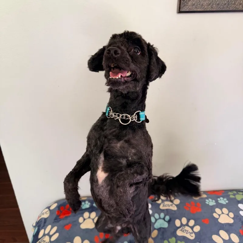 An adult small-sized male Black Cockapoo dog named Taylor for adoption in Saint John, IN