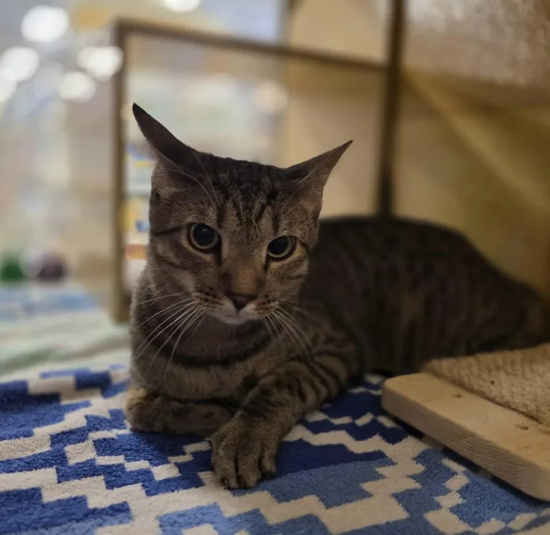 A young medium-sized male Tabby (Gray / Blue / Silver) Tabby cat named Leroy for adoption in Phoenix, AZ