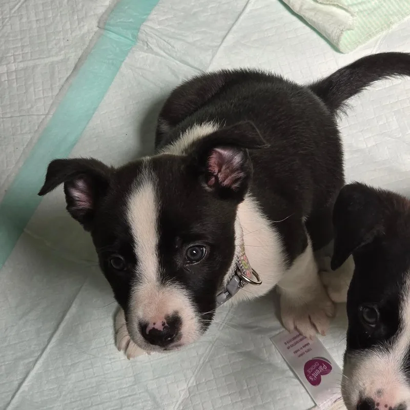 A baby medium-sized female White / Cream Mixed Breed dog named Mabel for adoption in Walnut Cove, NC