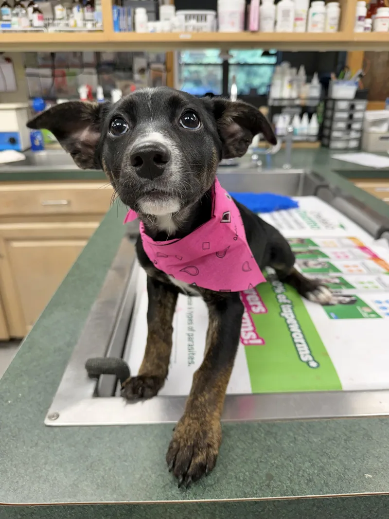 A baby medium-sized female Shepherd dog named Katara for adoption in Manchester, CT