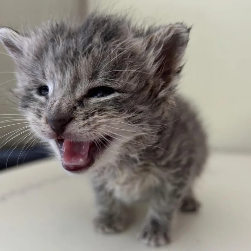A baby small-sized male Gray / Blue / Silver Domestic Short Hair cat named Dan for adoption in Harrisville, WV
