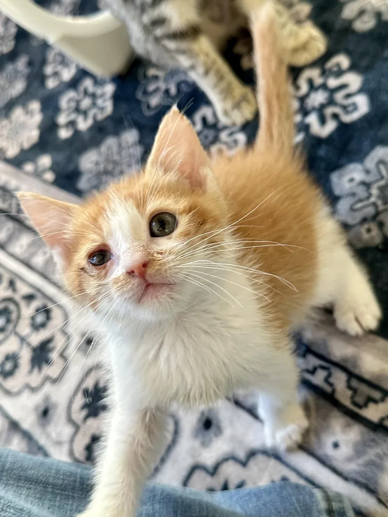 A baby medium-sized male Orange & White Domestic Short Hair cat named Roo for adoption in Houston, TX