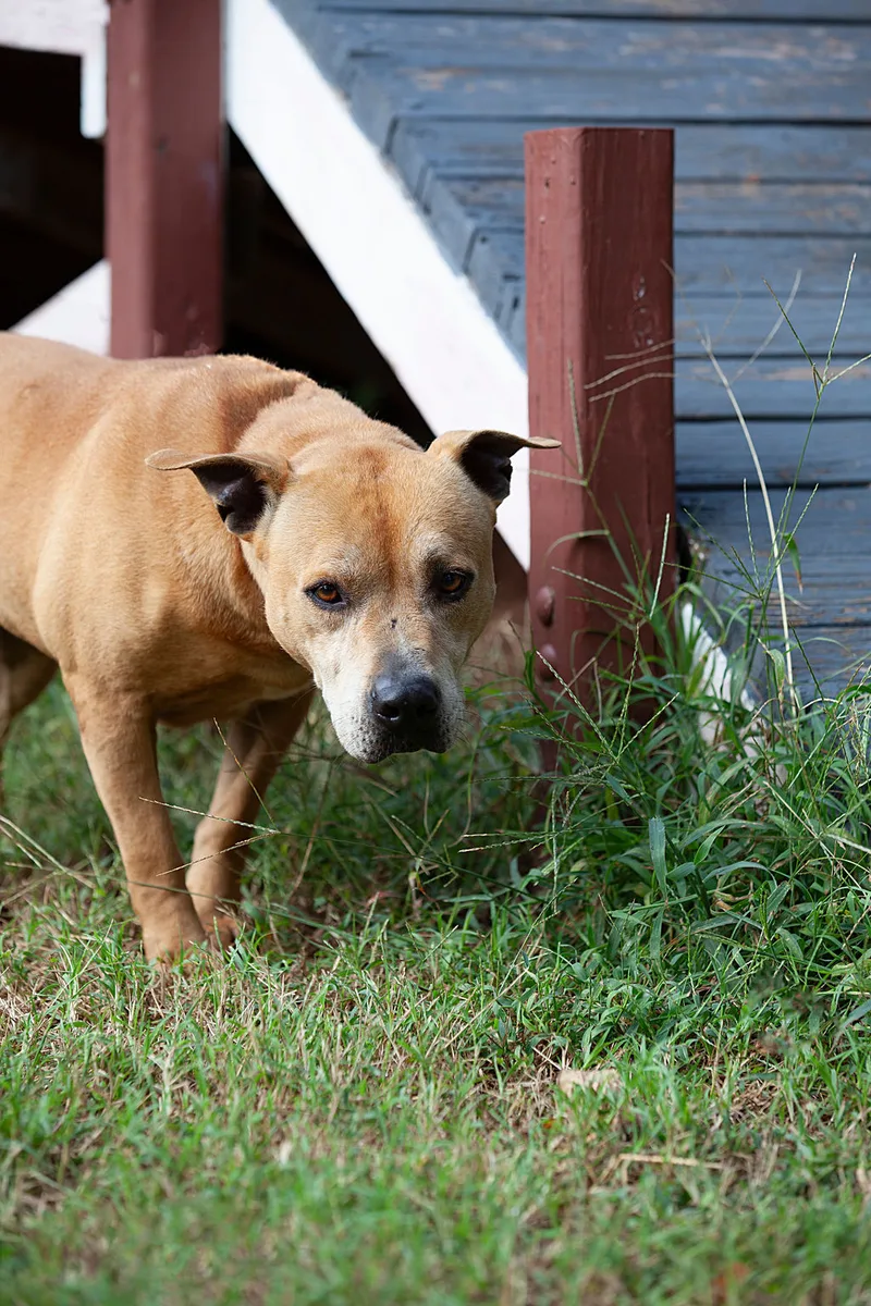 An adult medium-sized female Tricolor (Brown, Black, & White) Pit Bull Terrier dog named Ava for adoption in Guthrie, OK