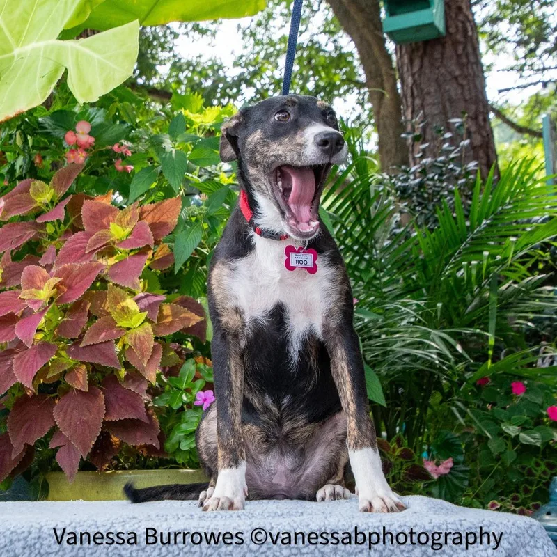 A baby small-sized female Black Shepherd dog named Roo for adoption in Wake Forest, NC