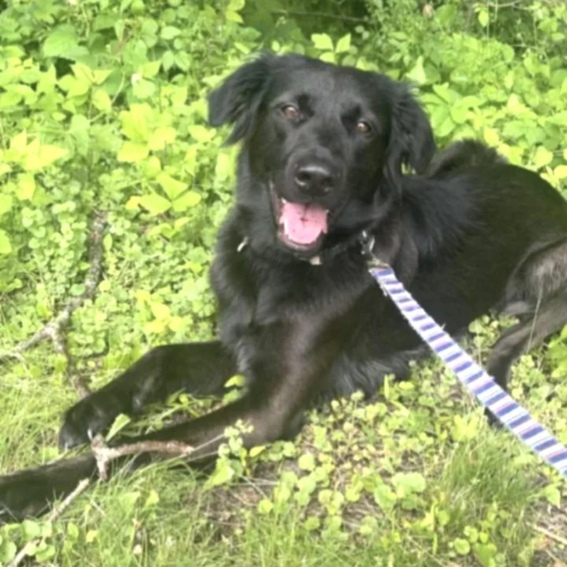 A young medium-sized male Black Flat-Coated Retriever dog named Louise for adoption in Olympia, WA