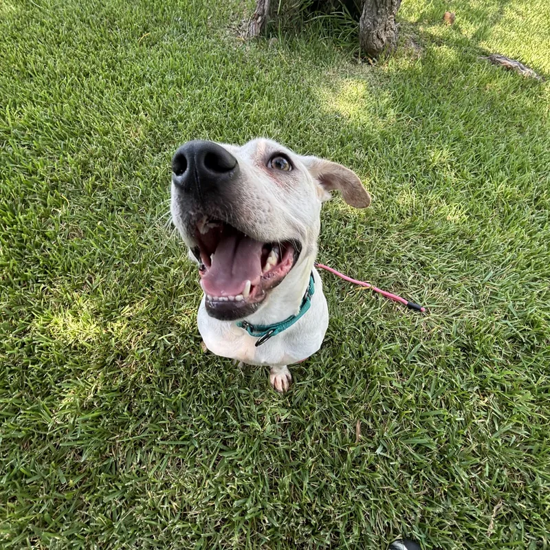 A young small-sized female Mixed Breed dog named Sweetie for adoption in Pearland, TX