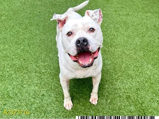 An adult medium-sized male Mixed Breed dog named Hatch for adoption in West Palm Beach, FL