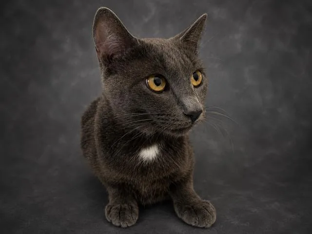A young medium-sized female Domestic Short Hair cat named Shelly for adoption in Winter Haven, FL
