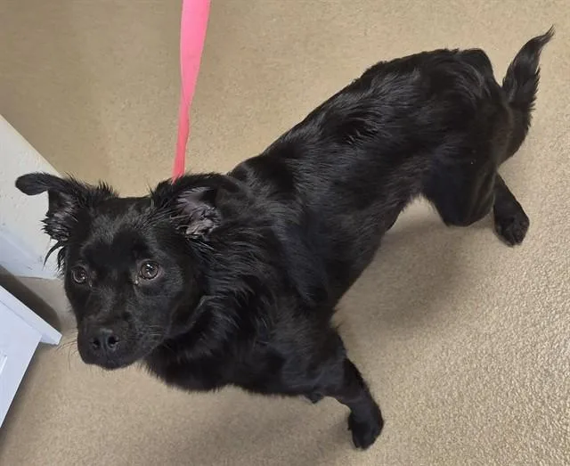 A young small-sized female Border Collie dog named Missy Elliot for adoption in Decatur, IL