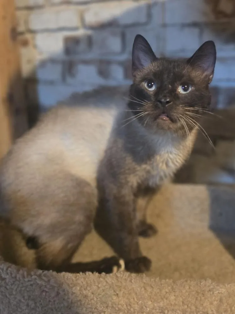 An adult medium-sized male Domestic Short Hair cat named Toast for adoption in Metamora, IL