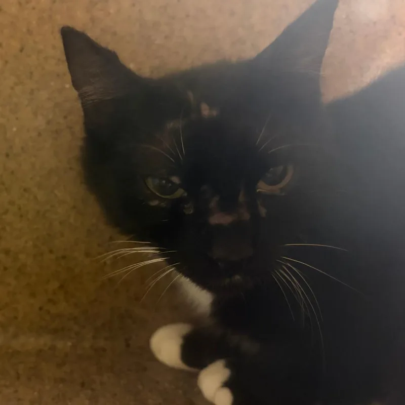 A young small-sized female Black Domestic Short Hair cat named 71105 for adoption in Harrisonburg, VA