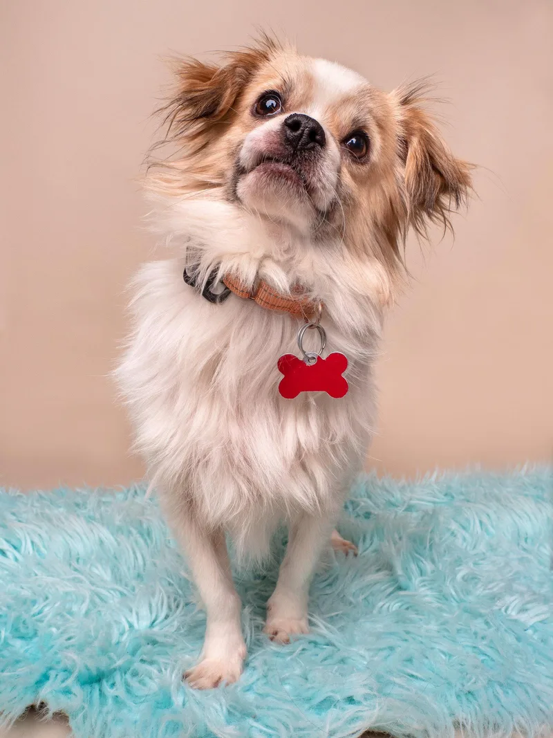 An adult small-sized male Tibetan Spaniel dog named Famous Amos for adoption in Palo Alto, CA