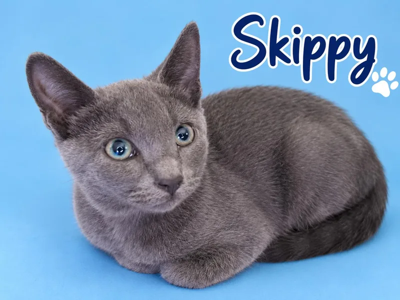 A young medium-sized male Domestic Short Hair cat named Skippy for adoption in Monrovia, CA