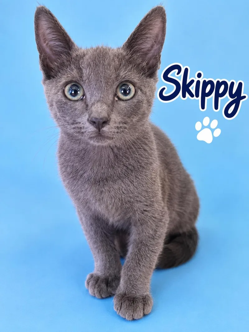 Skippy thumbnail 2