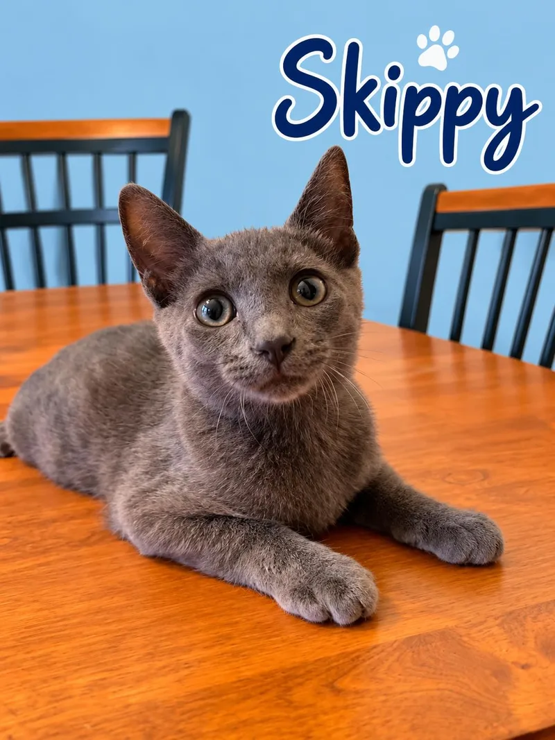 Skippy thumbnail 3
