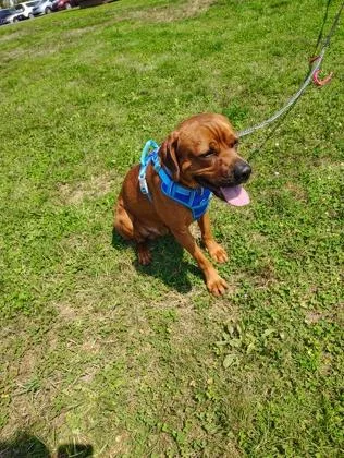 Mufasa