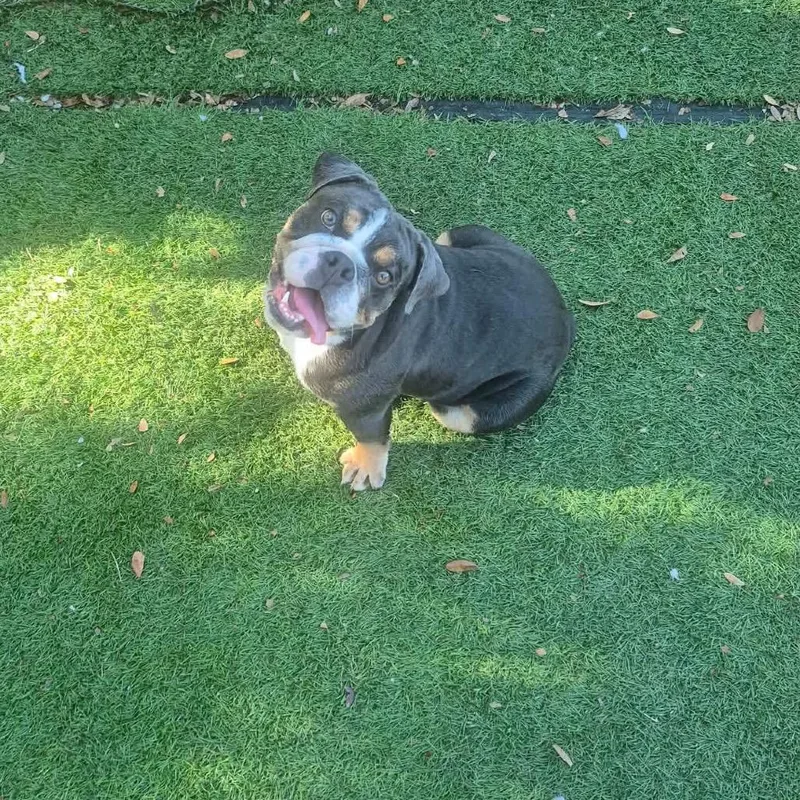 Daisy thumbnail 5