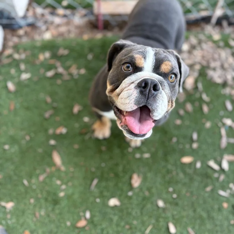 Daisy thumbnail 6