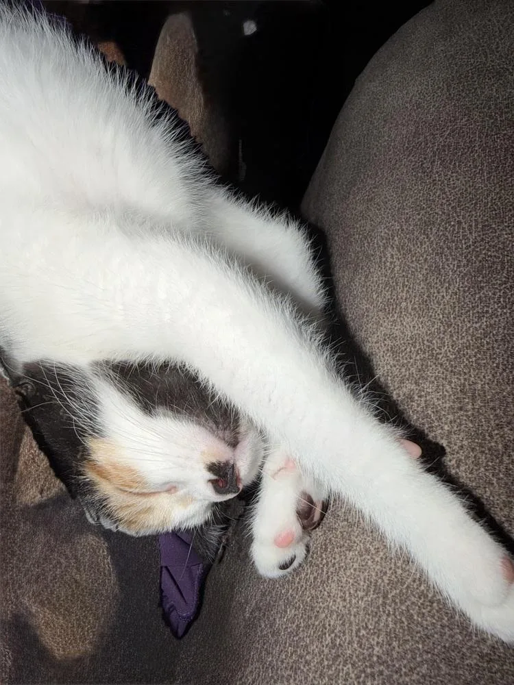 A baby medium-sized female Domestic Short Hair cat named Libby for adoption in East Greenville, PA