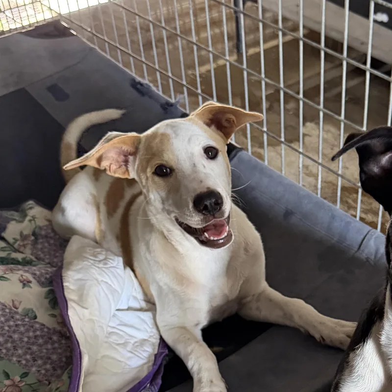A young medium-sized female Yellow / Tan / Blond / Fawn Hound dog named Kinsey for adoption in Monticello, FL