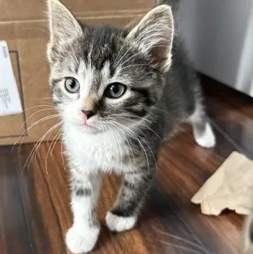 A baby medium-sized female Tabby (Brown / Chocolate) Domestic Short Hair cat named Fiona for adoption in Wilmington, OH