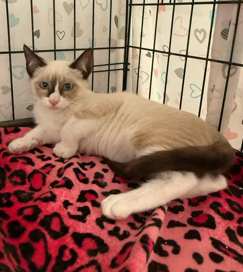 A young small-sized female White Domestic Short Hair cat named Lilly for adoption in Temecula, CA