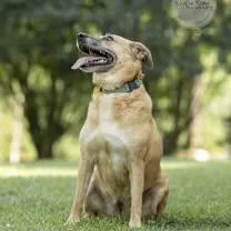 An adult medium-sized female Tricolor (Brown, Black, & White) Anatolian Shepherd dog named Chloe for adoption in Northport, AL