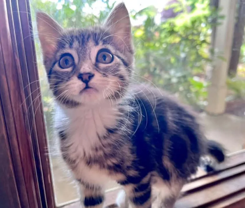 A baby medium-sized female Tabby (Gray / Blue / Silver) Domestic Short Hair cat named Emu Buns for adoption in Eugene, OR