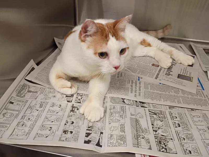 An adult medium-sized male British Shorthair cat named Dinosaur for adoption in La Porte, IN