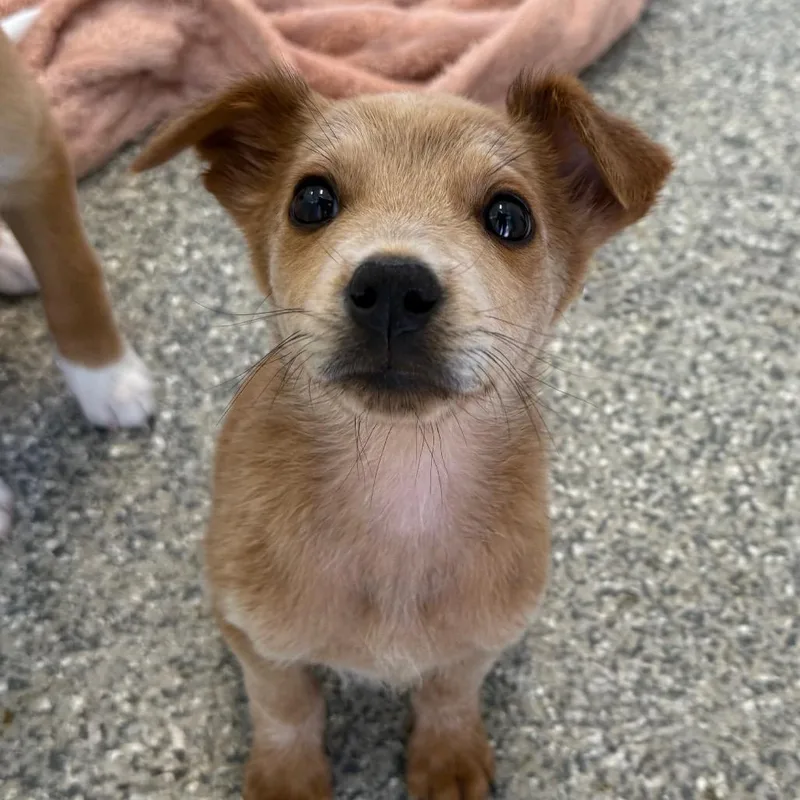 A baby medium-sized female Yellow / Tan / Blond / Fawn Labrador Retriever dog named Michelle for adoption in Kanab, UT