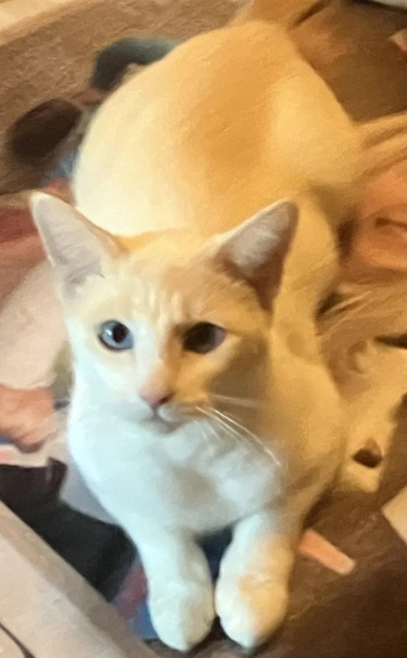 An adult small-sized female Buff / Tan / Fawn Domestic Short Hair cat named Serrana for adoption in Forest Lake, MN